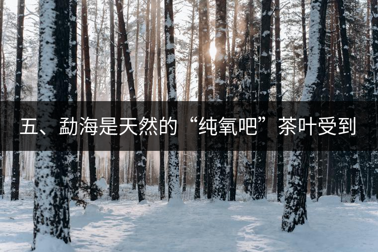 五、勐海是天然的“純氧吧”茶葉受到很好的潤(rùn)澤