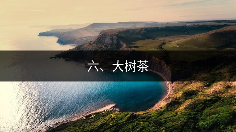 六、大樹茶