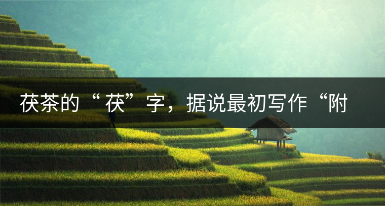 茯茶的“ 茯”字，據(jù)說最初寫作“附”，意思就是非“正”品，次等貨。茯磚茶選料多用質(zhì)地很老的茶葉，加上茶梗與枝葉拼配。陳化后，性溫，有著獨(dú)特的營養(yǎng)價(jià)值，更有助于幫助消化去膩。有些時(shí)候，茶傳播也有尷尬的時(shí)候，今天中原大地流行喝陳茶的時(shí)候，這個(gè)地方卻開始喝新茶。喝也喝出問題來，磚茶不適合品新，因?yàn)槔现θ~含氟高的緣故，許多牧民甚至氟中毒，國家正在著手解決這一問題。但從根本上來說，還是需要消費(fèi)者回到自己的傳統(tǒng)，把茶葉的儲(chǔ)藏習(xí)慣繼續(xù)保留。