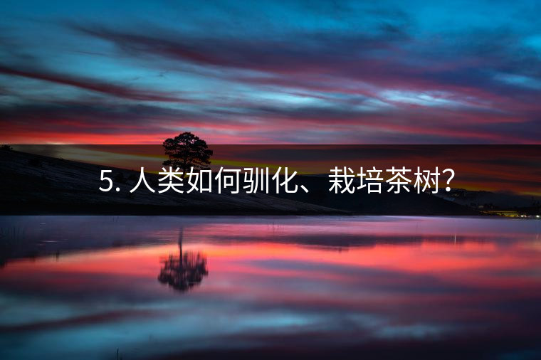 ??5. 人類如何馴化、栽培茶樹？