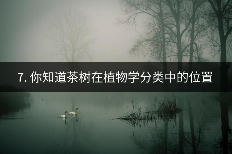 ??7. 你知道茶樹在植物學(xué)分類中的位置嗎？