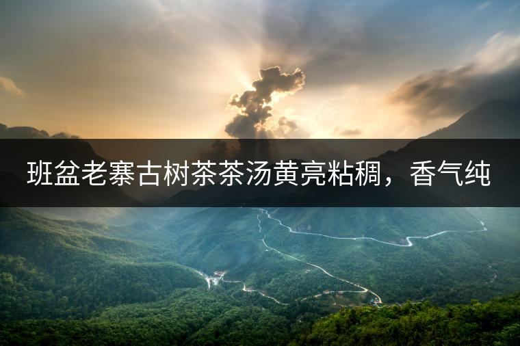 班盆老寨古樹茶茶湯黃亮粘稠，香氣純高，滋味清甜柔順，略苦澀，苦澀不會持久1-2秒后轉(zhuǎn)為甘甜，喉嚨清爽無燥感，舌面回甘，生津持久，外形條索油亮，肥大顯毫、葉脈清晰、葉質(zhì)軟。茶氣強勁、韻味回繞時間極長，滋味釅醇，茶氣凜冽，回甘生津較猛，喉韻較深。幾杯下肚有較為明顯的體感表現(xiàn)（背脊、額頭發(fā)汗），沒有其他雜味。