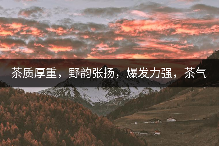 茶質(zhì)厚重，野韻張揚，爆發(fā)力強，茶氣十足
