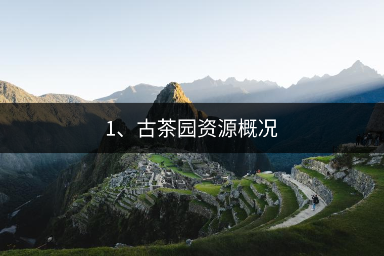 1、古茶園資源概況