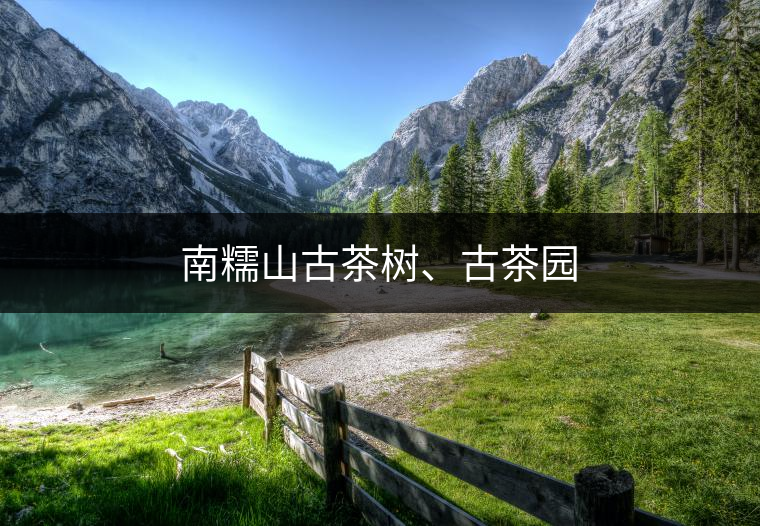 南糯山古茶樹、古茶園