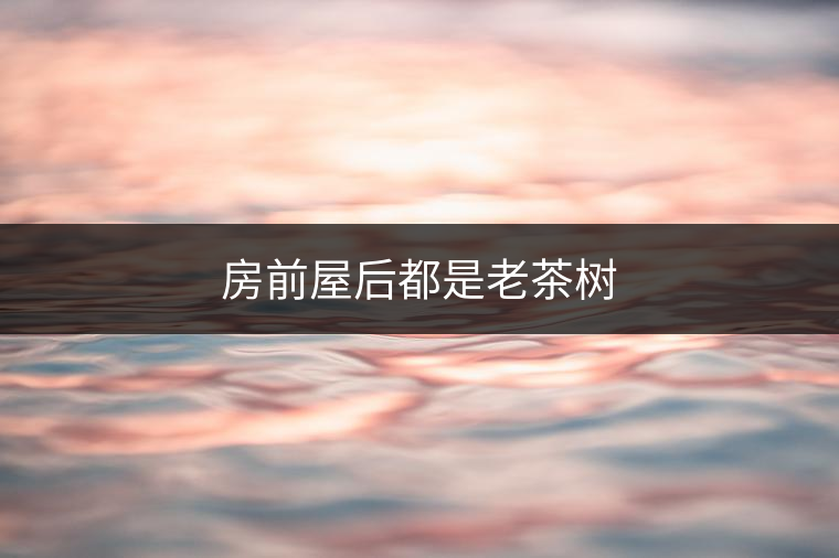 房前屋后都是老茶樹 房前屋后都是老茶樹