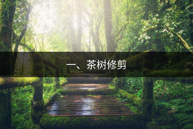 一、茶樹(shù)修剪