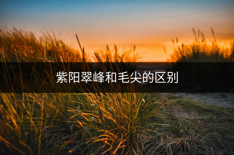 紫陽翠峰和毛尖的區(qū)別