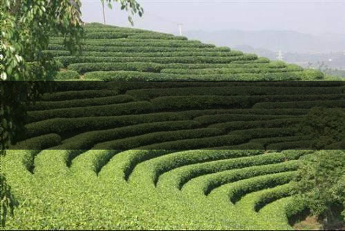 云南茶業(yè)概況簡(jiǎn)單介紹(一講) 云南茶業(yè)概況簡(jiǎn)單介紹(一講)