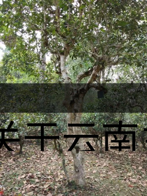 有關(guān)于云南主要茶產(chǎn)區(qū)（臨滄市）的介紹！