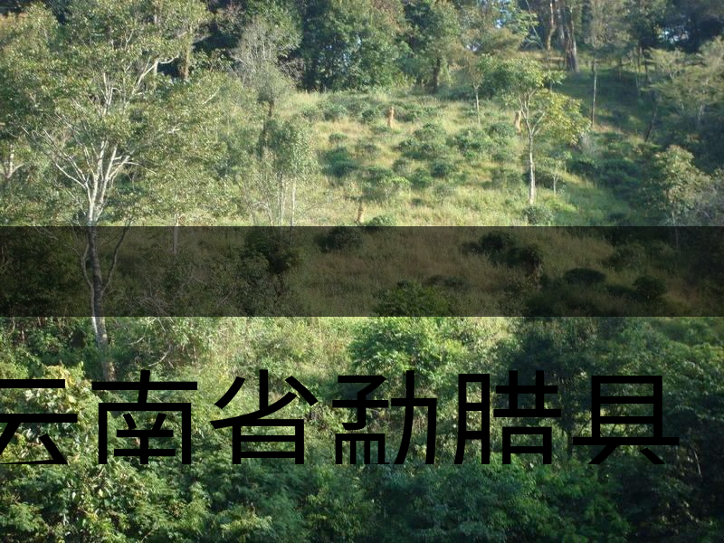 云南省勐臘縣茶業(yè)簡述