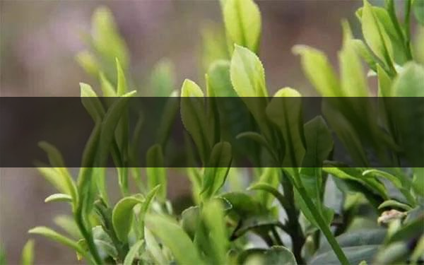 什么是雨前茶？雨前茶有何特點(diǎn)？