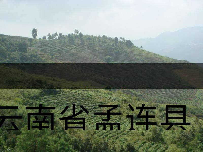 云南省孟連縣茶業(yè)概況簡述（下敘）