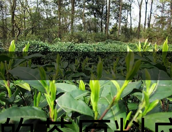 好的茶原料應(yīng)具備的幾個(gè)必要條件？