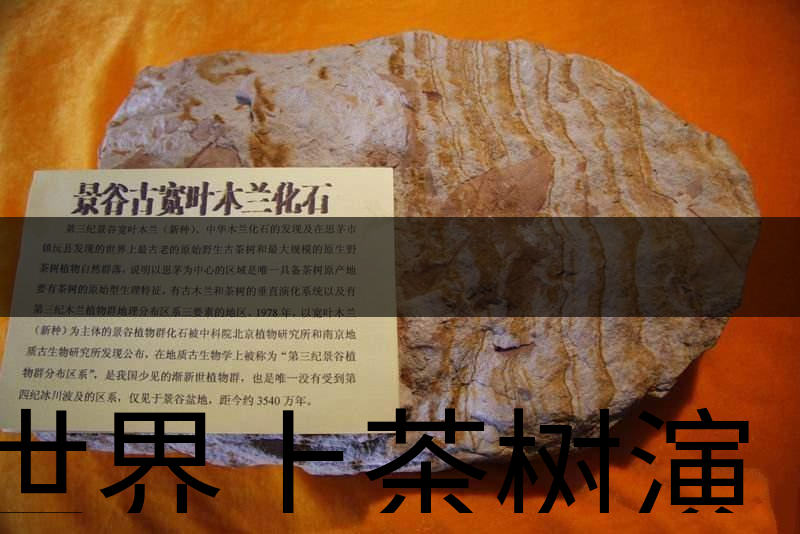 世界上茶樹演化的始祖是不是寬葉木蘭化石？