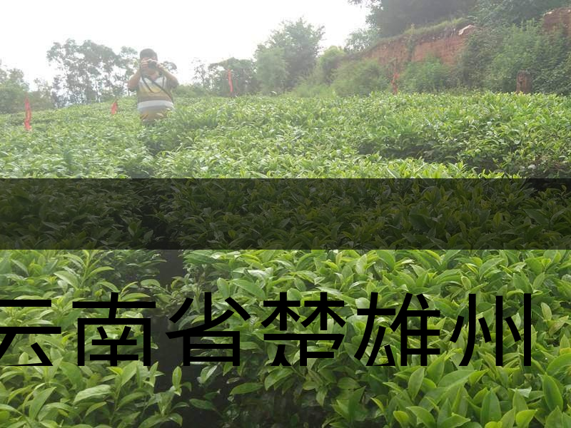 云南省楚雄州牟定縣茶業(yè)概況簡(jiǎn)述