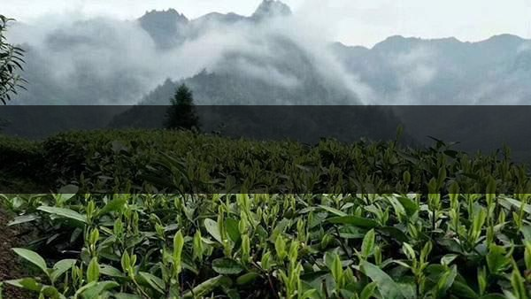 茶葉的甜爽和甘爽各是什么感覺？