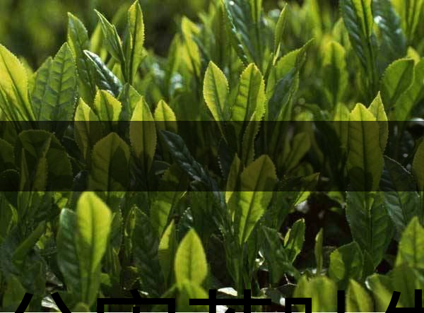 無公害茶葉生產(chǎn)規(guī)范的條件有哪些？（上篇）