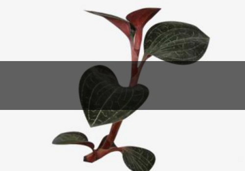 金線蓮能治痛風(fēng)嗎-能降血壓嗎