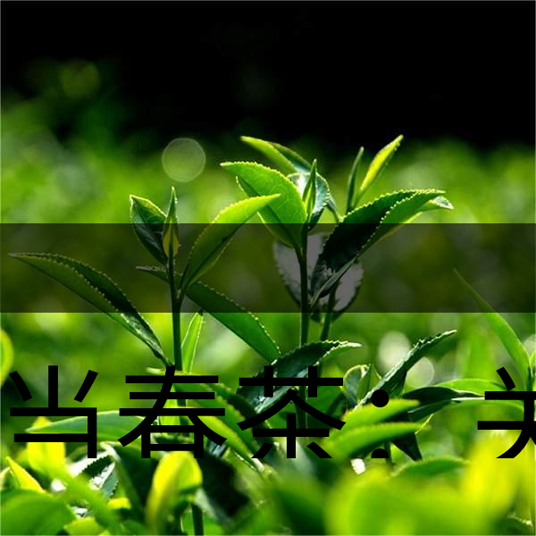 正當春茶：關于這些茶知識你知道嗎？-1