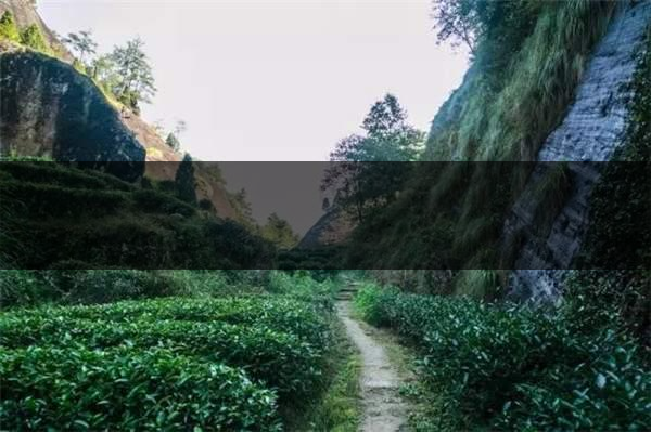 喝武夷山巖茶的香，什么是工藝香？-4