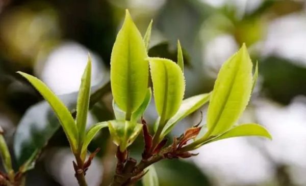 一杯刮風寨，邂逅山野之韻