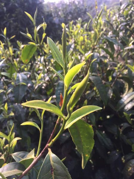 為什么古樹普洱春茶這么受追捧？