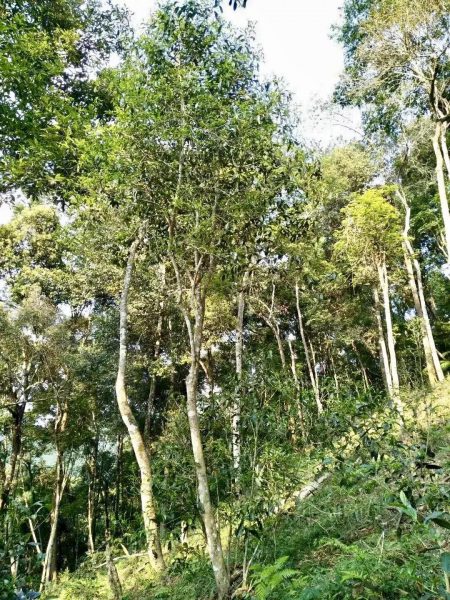 你喝不出來的“高桿古樹”或許就是一個偽概念、偽命題