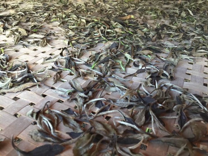 2020年普洱春茶的故事你想好了嗎？