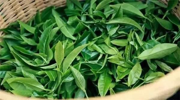 2021年曼秀古樹茶，易武的超級黑馬