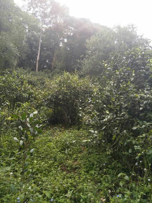 三大知名產(chǎn)區(qū)：老班章、易武、景邁三大茶系都有哪些特點(diǎn)！