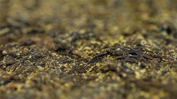 你手中的茯茶金花有可能是假金花？