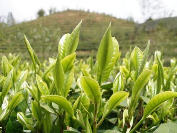 春茶到底好在哪里？