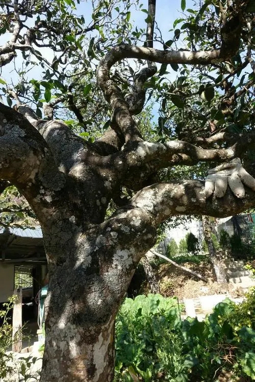 2021年冰島秋茶為何也受喜愛？