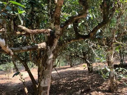 2021年磨烈古樹秋茶口感有什么特點(diǎn)？