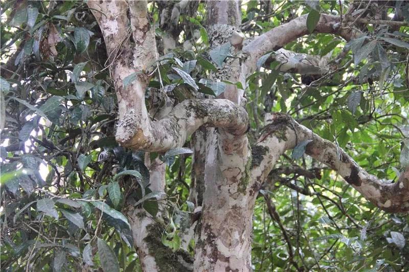 2021小戶(hù)賽古樹(shù)秋茶與冰島茶哪里不一樣？