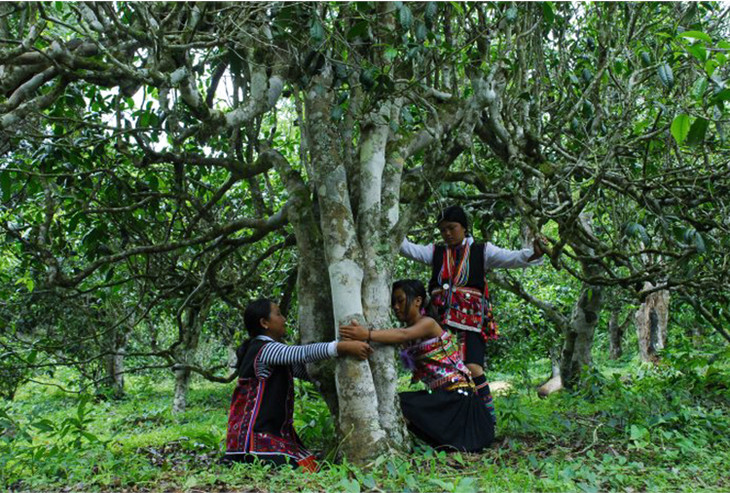 2021年大戶(hù)賽古樹(shù)秋茶品鑒！