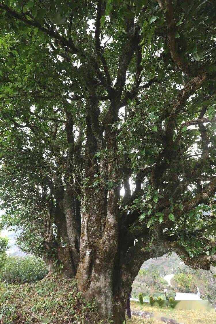 2021臨滄大戶(hù)賽秋茶因何被稱(chēng)為潛力股？