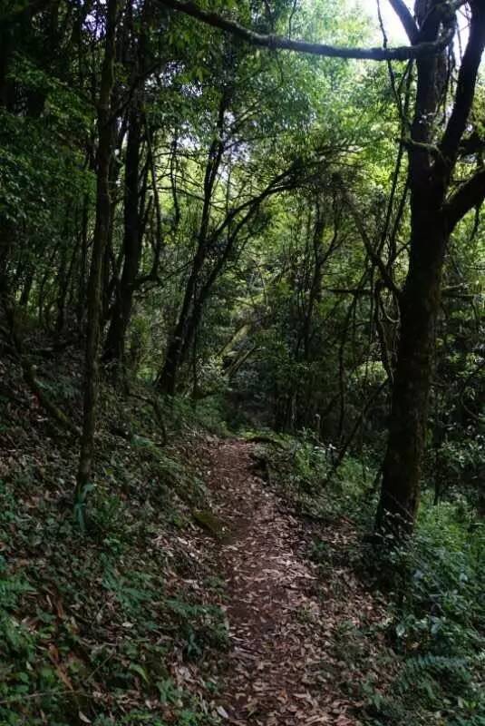 2021年大戶(hù)賽古樹(shù)秋茶價(jià)格是多少？