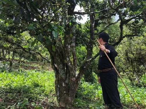 2021年大雪山古樹秋茶特點(diǎn)？