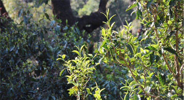 2021大雪山古樹秋茶香甜順滑！