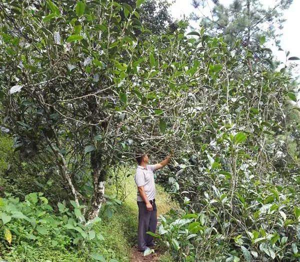 2021壩糯古樹秋茶藤條茶！不是樹種，而是這樣形成的！