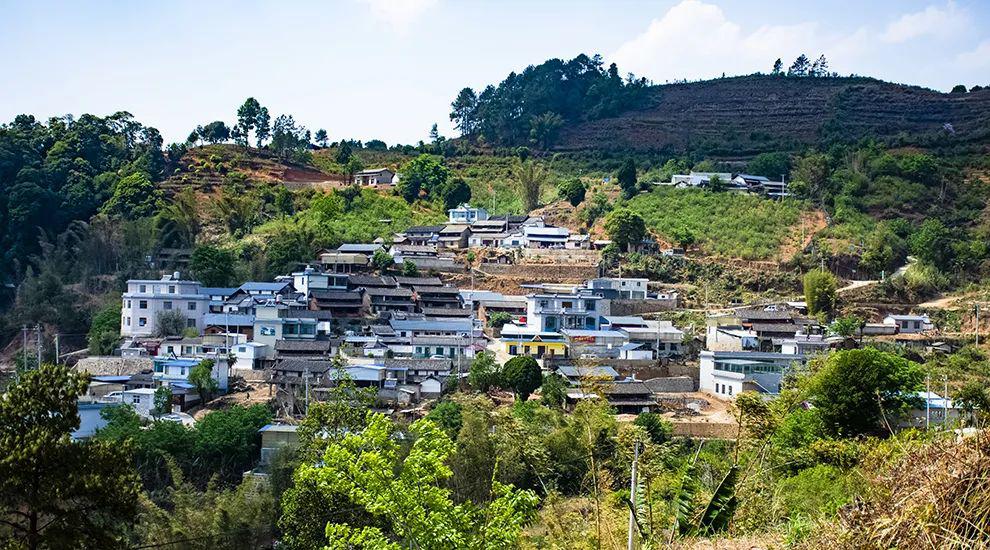 2021年正氣塘古樹秋茶為何號稱小冰島？