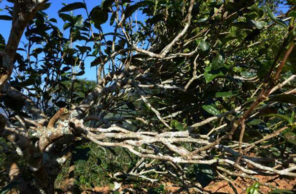 2021年正氣塘古樹秋茶花蜜香氣盈盈，冰糖甜韻深邃！