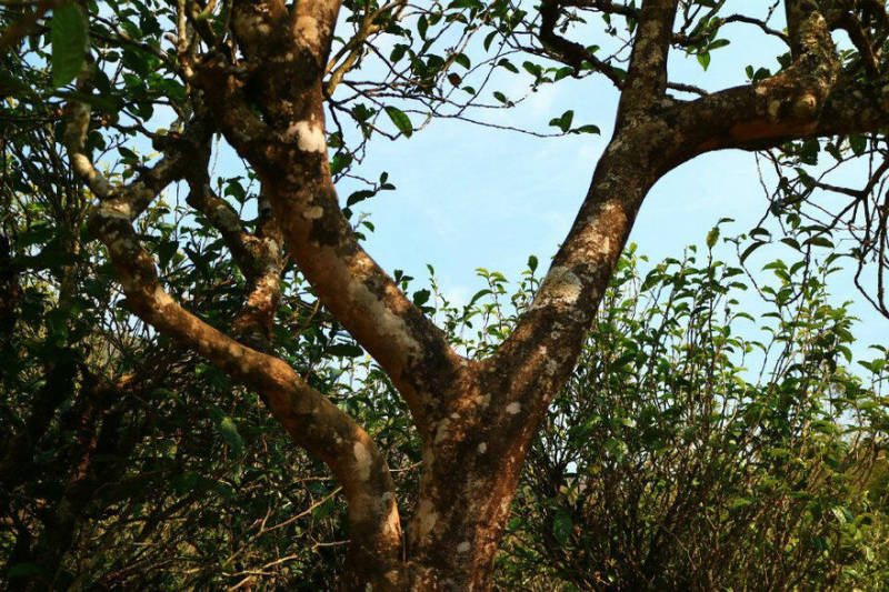 2021年冰島南迫古樹秋茶口感？