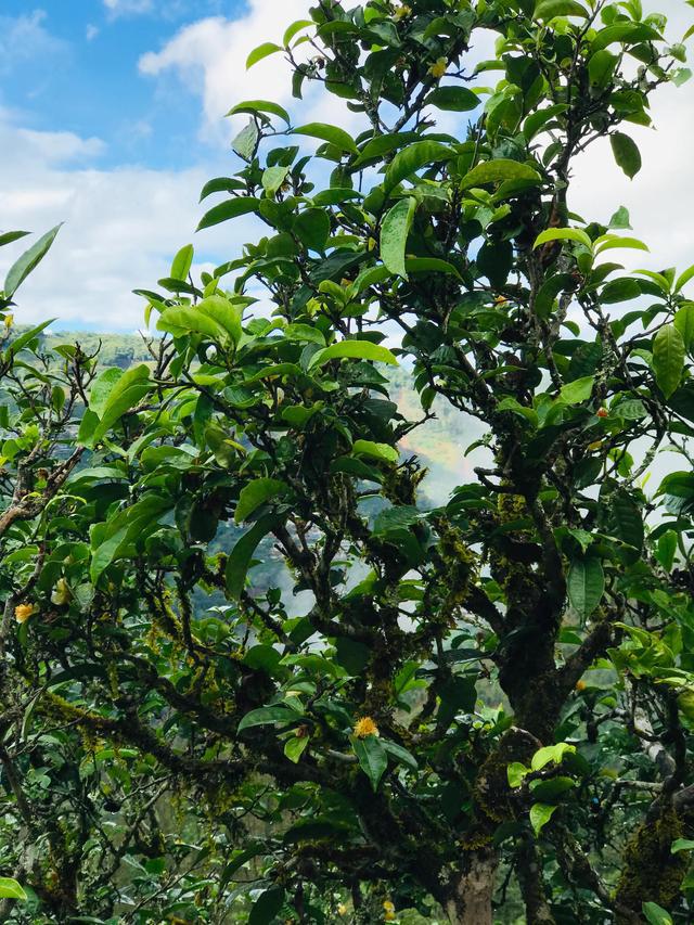 2021年冰島南迫古樹秋茶茶園詳解！