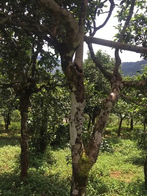 2021年冰島地界古樹秋茶口感？