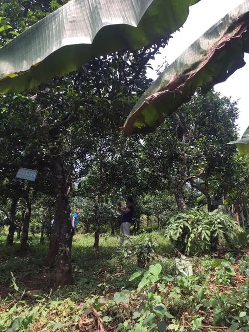 2021年冰島地界古樹秋茶特征詳解！