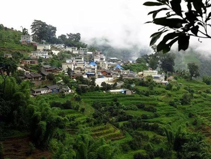 2021年冰島壩歪古樹秋茶口感？