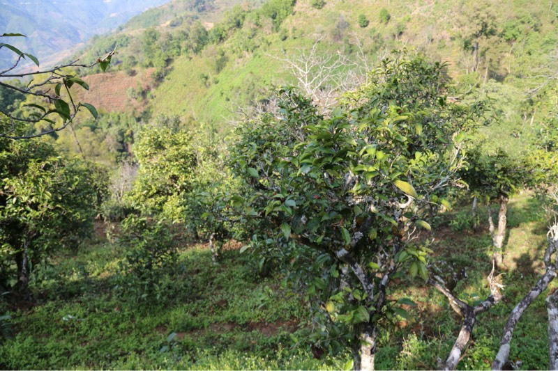 2021年冰島壩歪古樹秋茶，飲盡蘭花香，舒心又暢懷